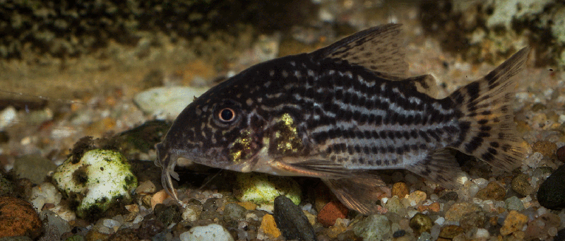 Corydoras sterbai MG 2187
