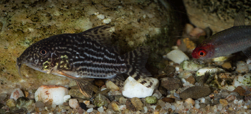 Corydoras sterbai MG 2345