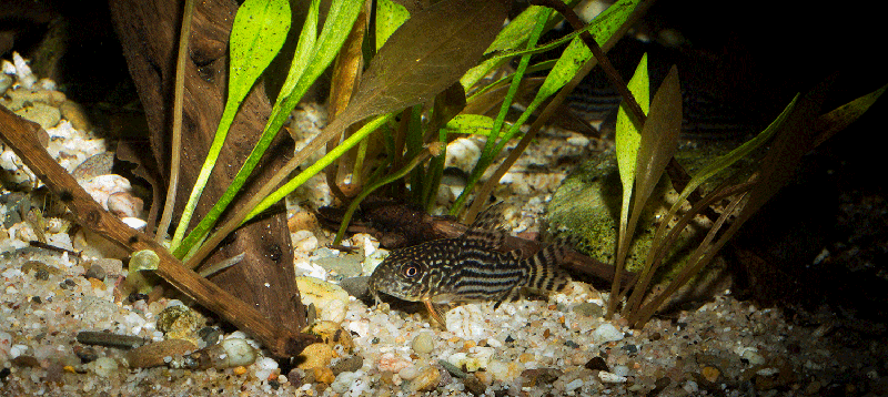Corydoras sterbai MG 2382