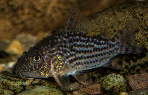 Corydoras sterbai klein MG 2117