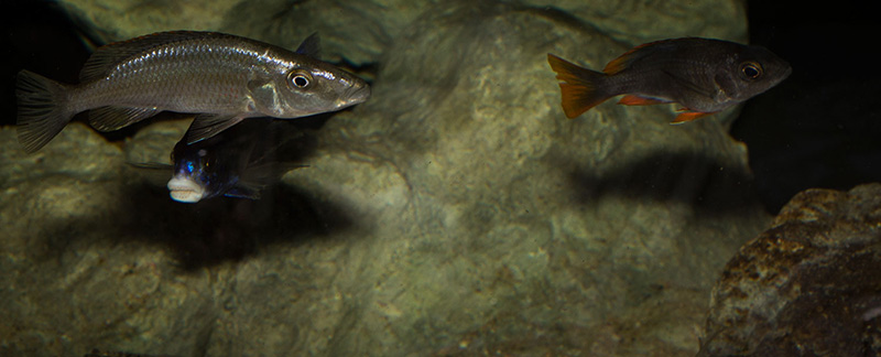 lauert Dimidiochromis compressiceps MG 0851