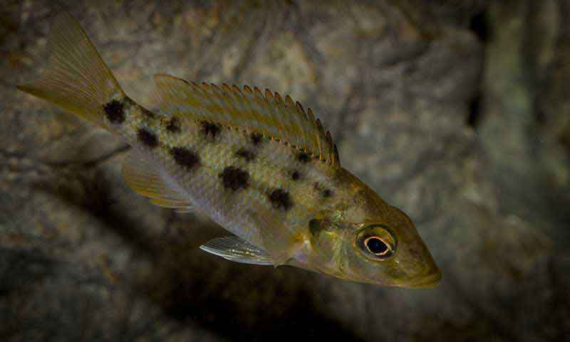 Fossorochromis rostratus 