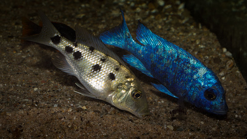 Fossorochromis rostratus