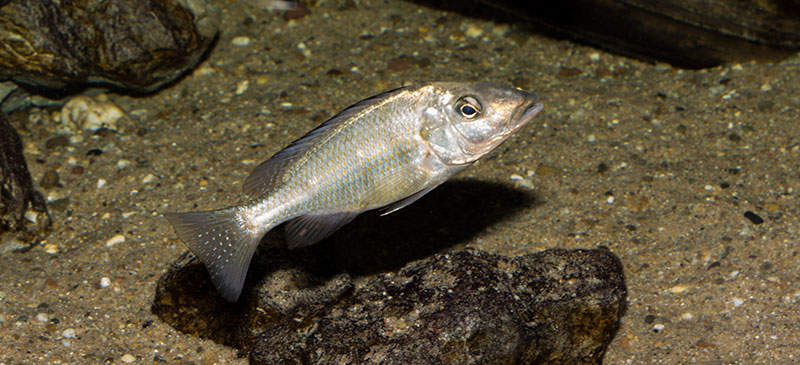 Fossorochromis rostratus