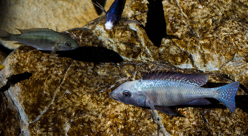 Fossorochromis rostratus