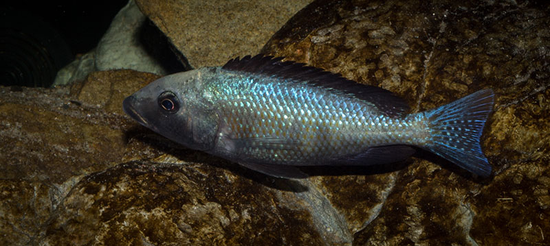 Fossorochromis rostratus