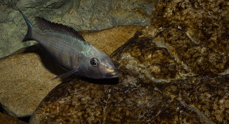 Fossorochromis rostratus