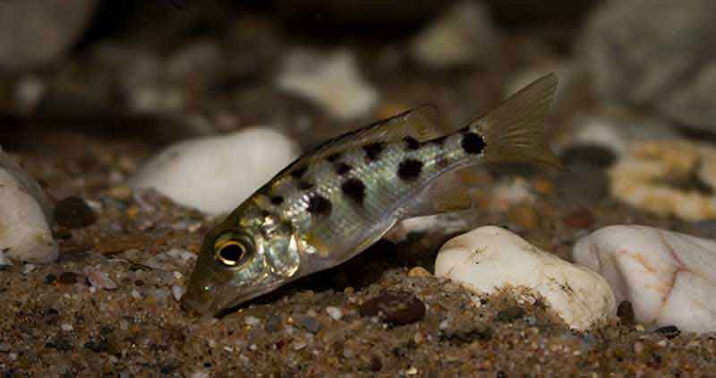 Fossorochromis rostratus