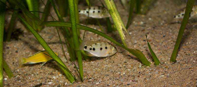 Fossorochromis rostratus