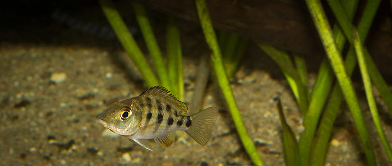Fossorochromis rostratus 