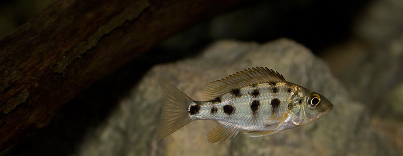 Fossorochromis rostratus (w)