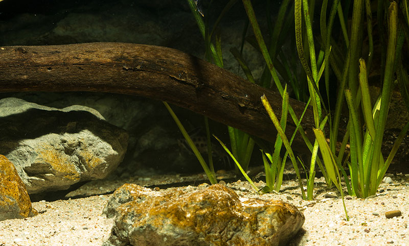 Uferzone "Big Bang Malawi"