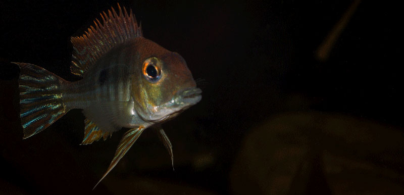 Geohagus sp tapajos red head MG 0827