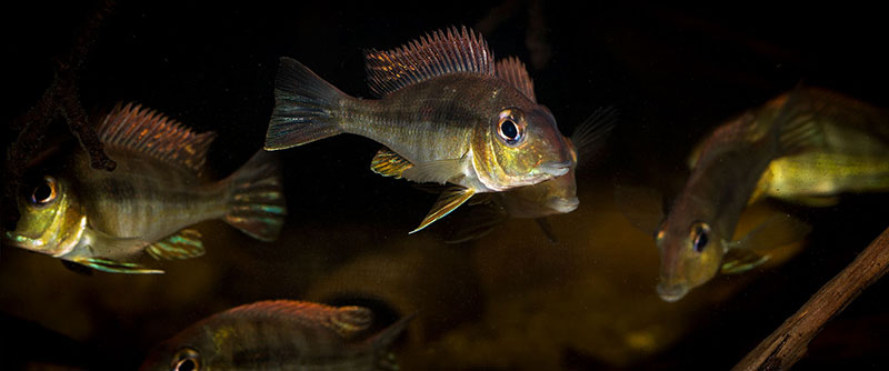 Geophagus sp