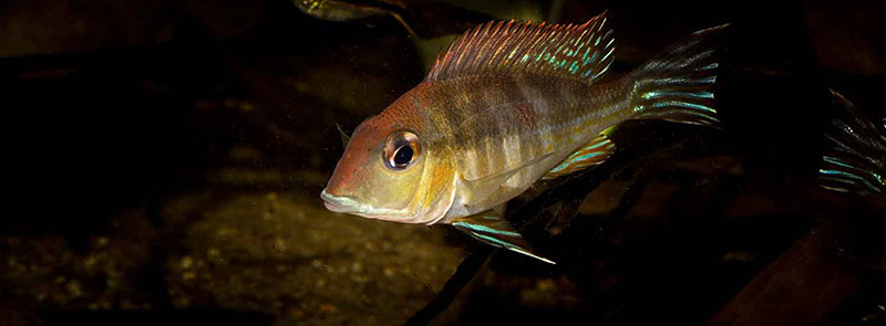 Geophagus sp tapajos red head MG 0360