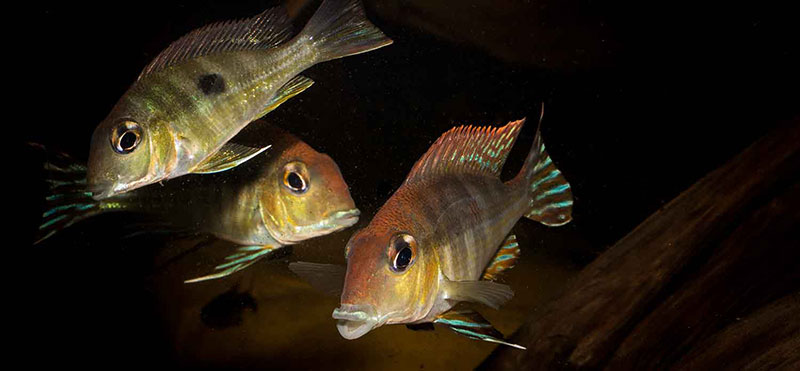 Geophagus sp tapajos red head MG 0361