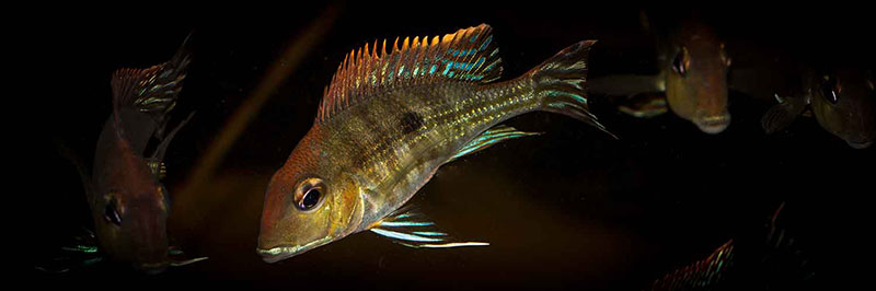 Geophagus sp tapajos red head MG 0362