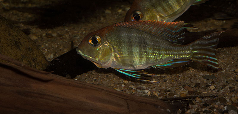 Geophagus sp tapajos red head MG 0979