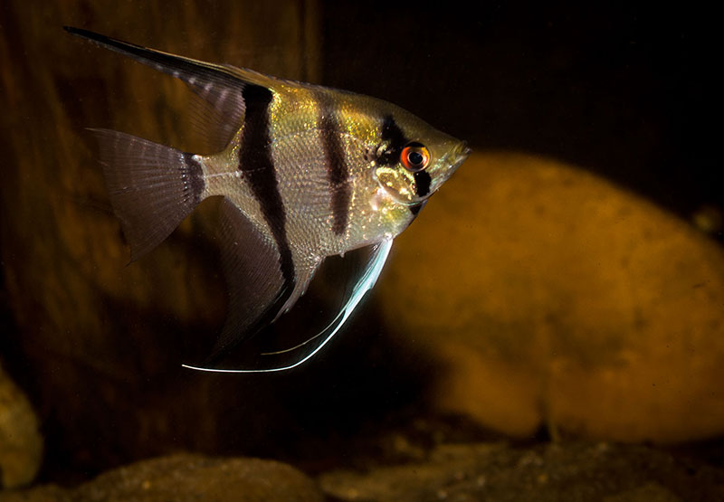 Pterophyllum scalare MG 9751