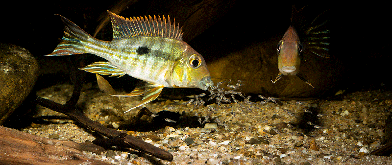 Geophagus sp tapajos red head JUNGE1 MG 2392