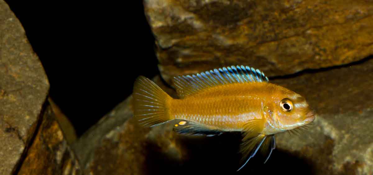 Melanochromis johannii