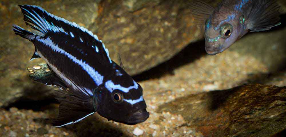 Pseudotropheus johannii "gome" 