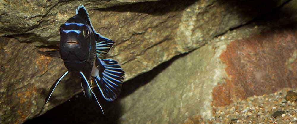 Pseudotropheus johannii "gome" 