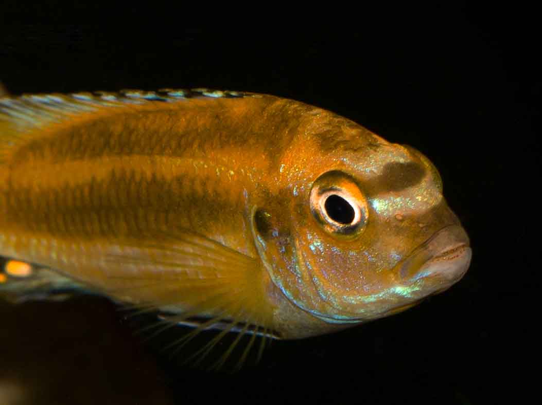 Melanochromis johannii4