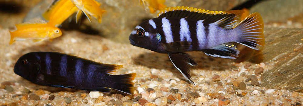 Labidochromis mbamba bay MG 1907