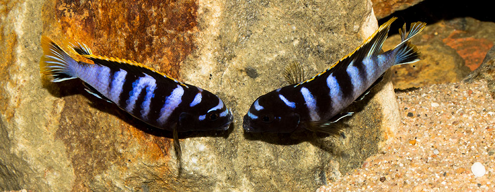 Labidochromis mbamba bay MG 2312