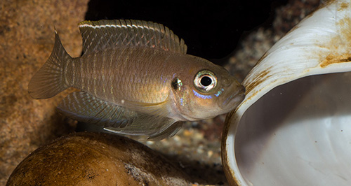 Frau Lamprologus brevis chaitica 500 MG 0304