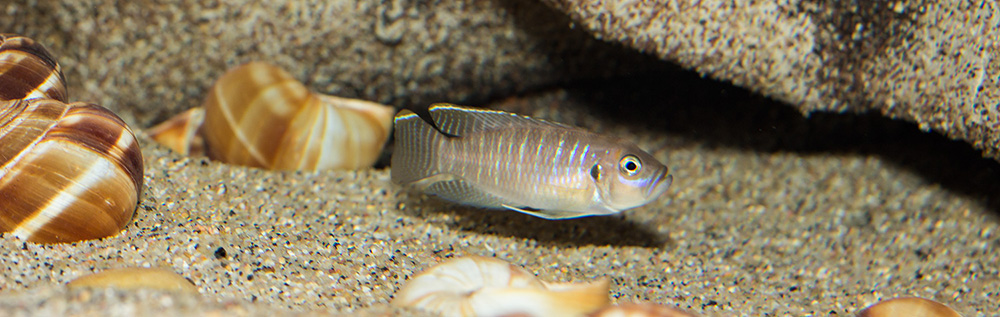 Lamprologus brevis chaitica 1000 MG 6509