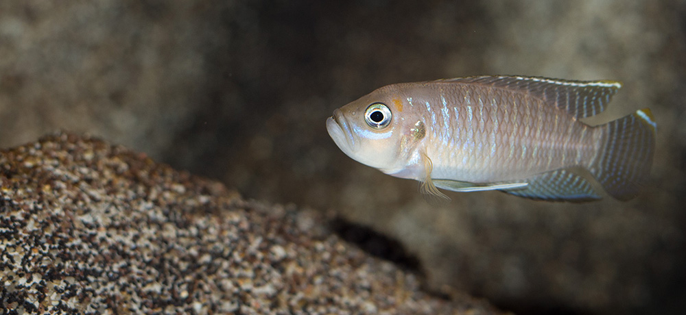 Lamprologus brevis chaitica 1000 MG 9094