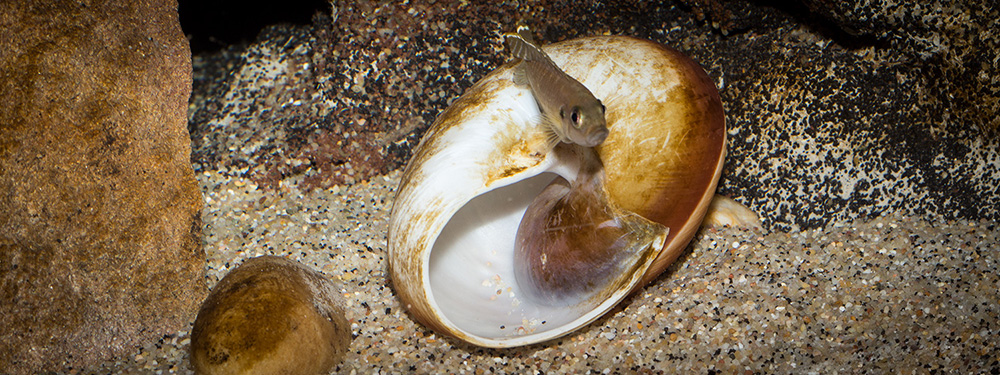 Lamprologus brevis chaitica 1000 MG 0288