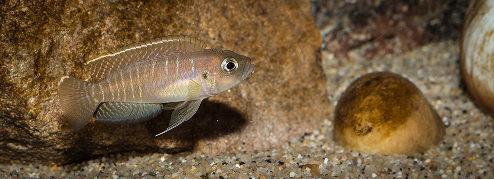 Lamprologus brevis chaitica 1000 MG 0292