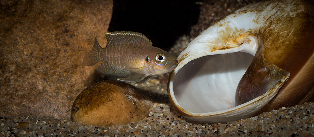 Lamprologus brevis chaitica 1000 MG 0304