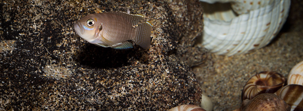 Lamprologus brevis chaitica 1000 MG 0886