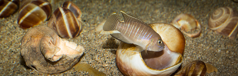 Lamprologus brevis chaitica 1000 MG 9666