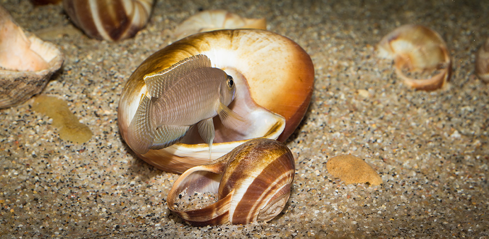 Lamprologus brevis chaitica 1000 MG 9668