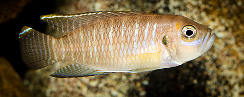 Mann Lamprologus brevis chaitica 500 MG 8166