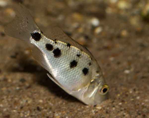 Fossorochromis rostratus