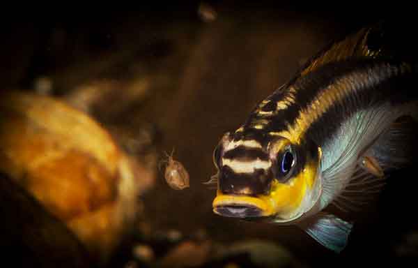 Pelvicachromis taeniatus "nigeria red"