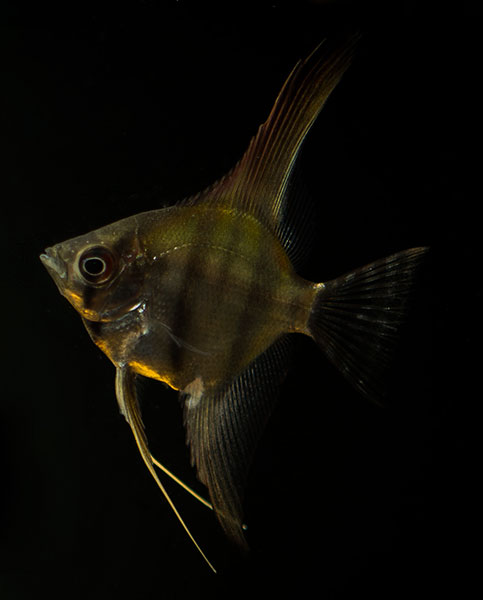 Pterophyllum scalare 