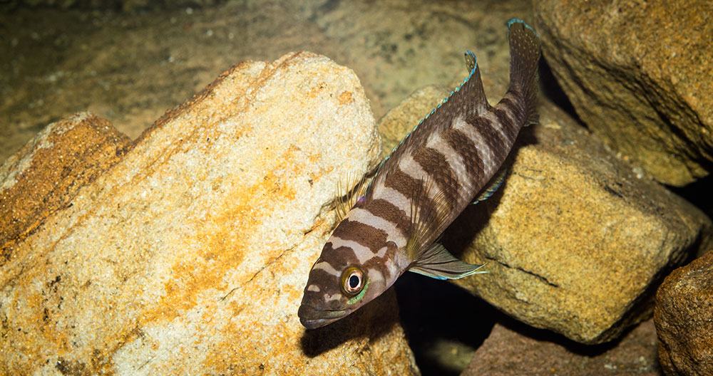 Neolamprologus cylindricus MG 1239