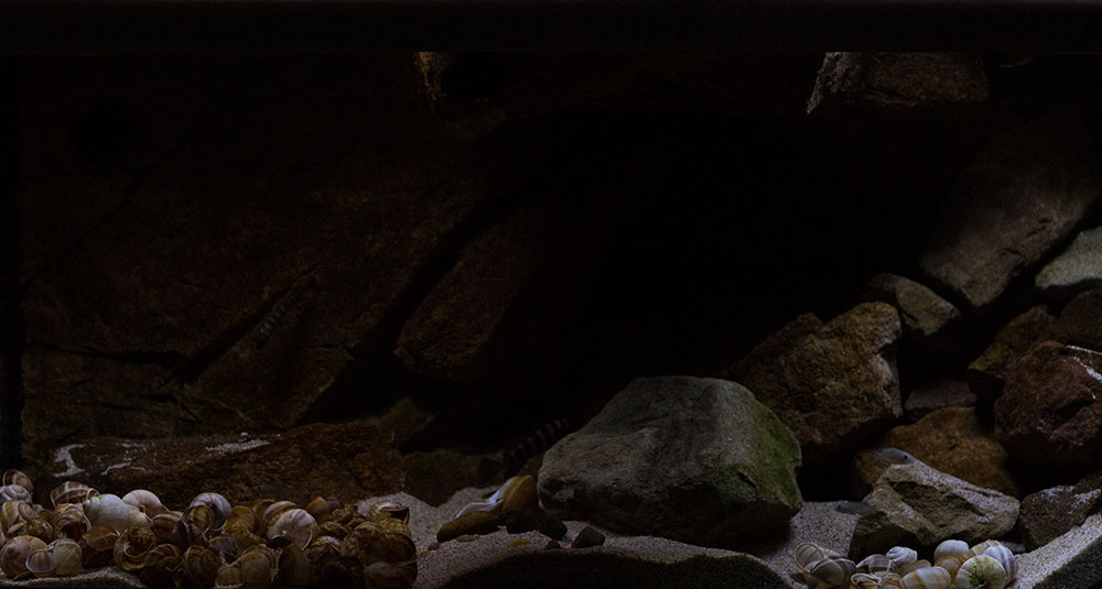 Shells Kitchen MG 9771