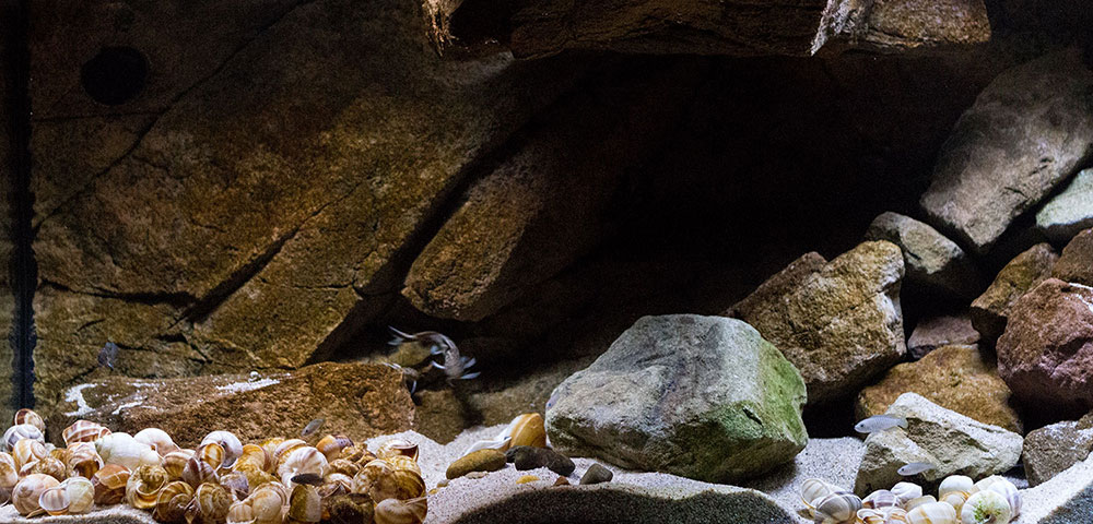 Shells Kitchen MG 9772