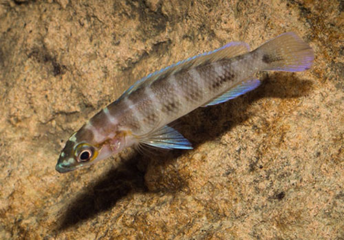kl Neolamprologus cylindricus MG 1905