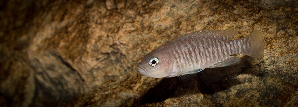 Neolamprologus multifasciatus MG 9081