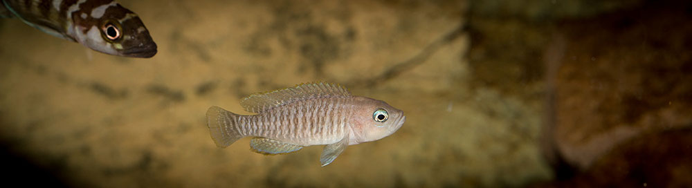 Neolamprologus multifasciatus MG 9084