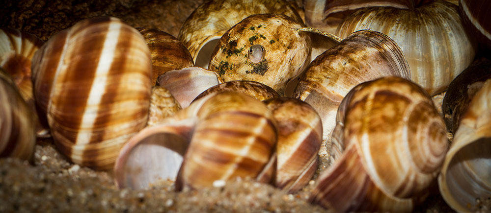 Neolamprologus multifasciatus MG 9139